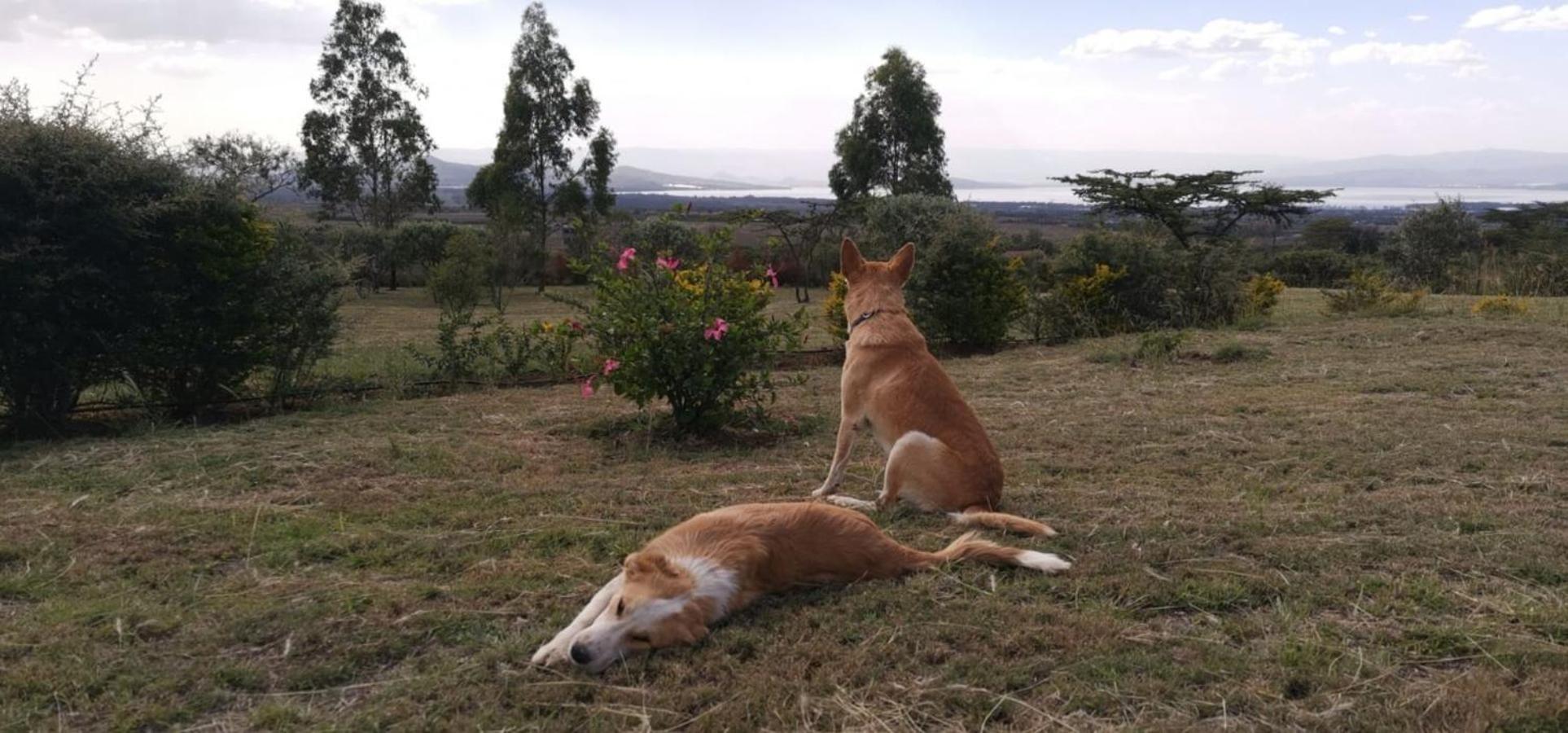 Homely Cottage Near Lake Naivasha, Elwai Visitor Centre Heni Village Exterior foto